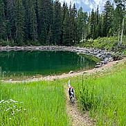 Oreo joined the competition — help win amazing prizes! dog, green_grass, wildflowers, forest, lake, clouds, blue_sky, dirt_path, trees, nature, outdoor, sunny, water, reflection, canine, walking, scenic, summer, harness, landscape