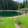 dog, green_grass, wildflowers, forest, lake, clouds, blue_sky, dirt_path, trees, nature, outdoor, sunny, water, reflection, canine, walking, scenic, summer, harness, landscape