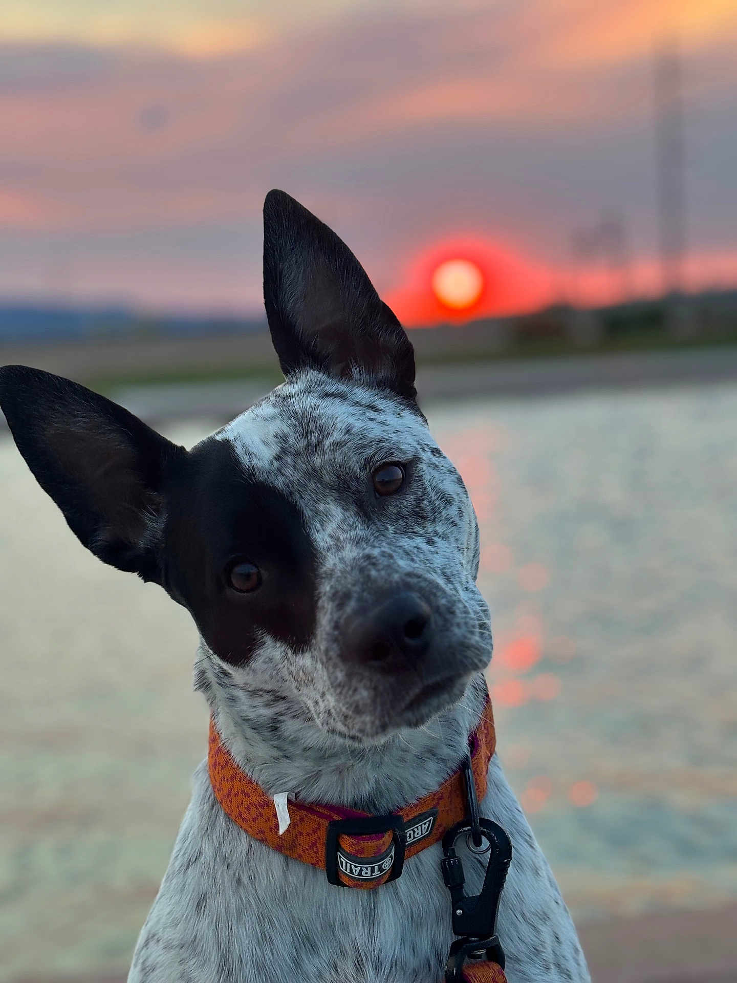 Oreo