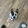 dog, bandana, wood_floor, empty_bowls, striped_pants, socks, pet, looking_up, indoor, waiting, speckled_fur, black_patch, ears_up, collar, flooring, home, companion, cute, pet_food_bowls, animal