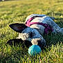 dog, grass, ball, outdoor, sunlight, pet, animal, harness, playing, relaxing, nature, daytime, closeup, canine, field, resting, tongue, ears, summer, fun