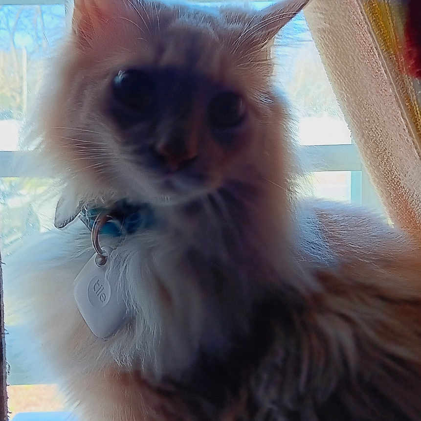 Phoenix Grey Monroe joined the competition — help win amazing prizes! abyssinian, angora, animal, cat, computer, computerhardware, electronics, hardware, homedecor, indoors, kitten, laptop, manx, monitor, pc, pet, screen, siamese, text, window