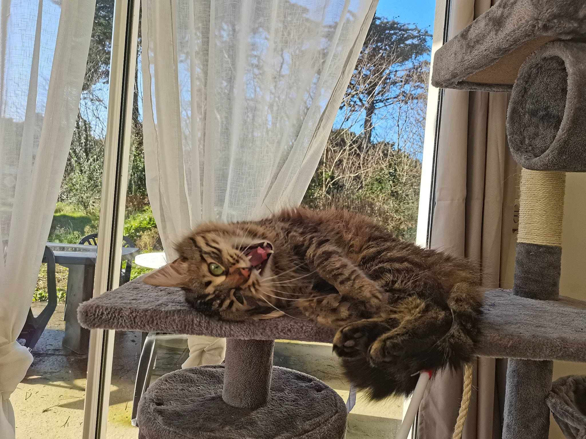 Aloha participe au concours pour gagner de l'argent avec cette photo : carnivore, cat, curtain, fawn, felidae, fur, hat, house, plant, sky, small_to_medium_sized_cats, tail, terrestrial_animal, textile, tree, trunk, twig, whiskers, window, wood