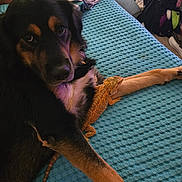 Beethoven is registered to the contest to win money with this photo: dog, bearded_dragon, lizard, pet, indoor, bed, blanket, furniture, clothing, animal, reptile, companion, resting, paw, texture, blue, brown, black, cozy, relaxed