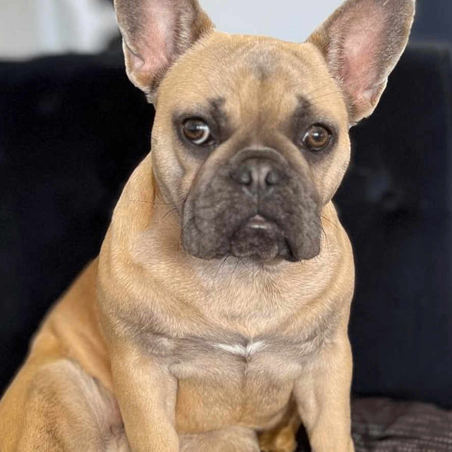 Romy a rejoint le concours — aidez-le/la à gagner de superbes lots ! animal, boxer, bulldog, canine, dog, frenchbulldog, pet, pitbull, pug, puppy
