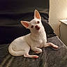 dog, chihuahua, white_dog, pet, indoor, blanket, pillow, cozy, cute, small_dog, fur, animal, companion, resting, looking, head_tilt, ears, paw, domestic_animal, cute_pet