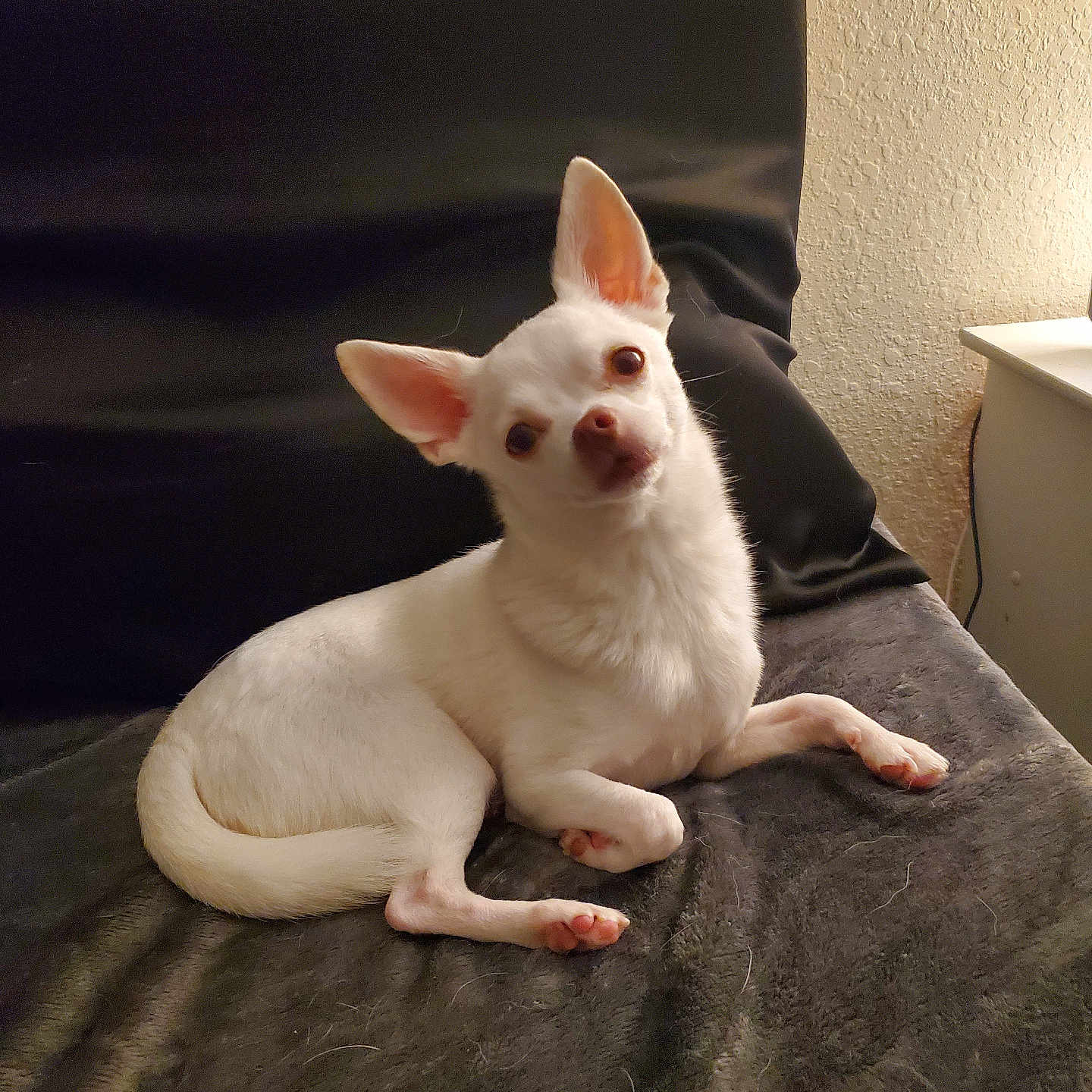 Pedro