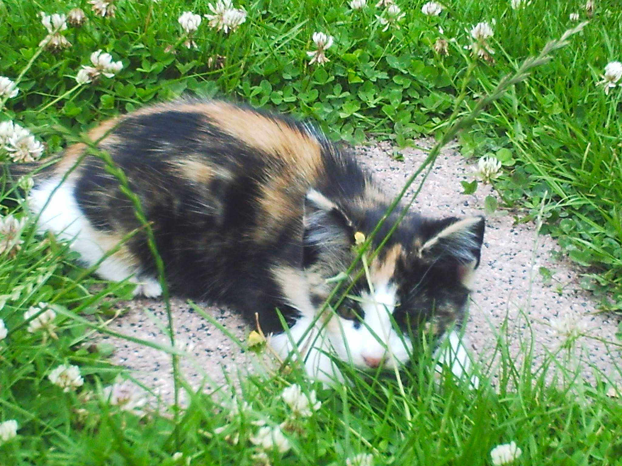 Pépetta