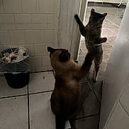 Miley And Mila joined the competition — help win amazing prizes! cat, cats, indoor, tile_floor, trash_bin, playful, shadow, dim_lighting, doorway, white_wall, brown_cat, striped_cat, paw, pets, animals, interaction, floor_tiles, feline, room, house