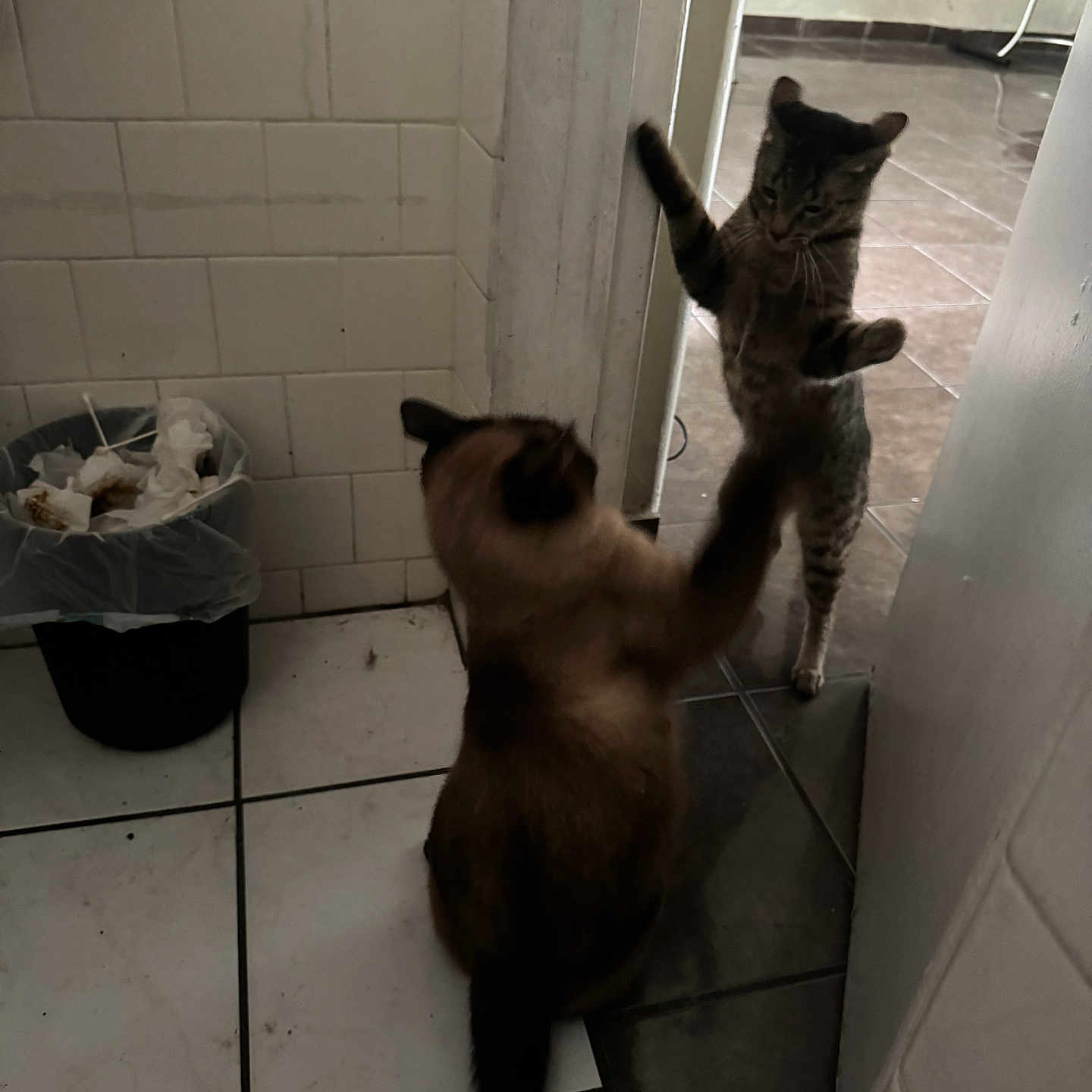 Miley And Mila joined the competition — help win amazing prizes! cat, cats, indoor, tile_floor, trash_bin, playful, shadow, dim_lighting, doorway, white_wall, brown_cat, striped_cat, paw, pets, animals, interaction, floor_tiles, feline, room, house
