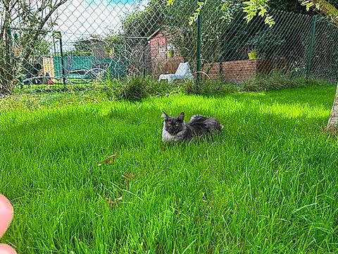 Ursula participe au concours pour gagner de l'argent avec cette photo : canidae, carnivore, cat, dog_breed, felidae, garden, grass, grassland, groundcover, lawn, meadow, pasture, plant, shrub, small_to_medium_sized_cats, sporting_group, tail, terrestrial_animal, tree, whiskers