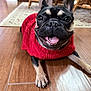 Yuzu is registered to the contest to win money with this photo: dog, french_bulldog, red_sweater, indoor, wooden_floor, happy, smiling, pet, animal, tongue_out, close_up, floor, cute, cozy, domestic, mammal, canine, resting, playful, companion