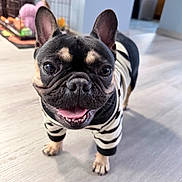 Yuzu joined the competition — help win amazing prizes! dog, french_bulldog, pet, indoor, smiling, black_and_tan, striped_sweater, floor, home, canine, cute, animal, small_dog, standing, tongue_out, ears_up, happy, domestic, background_blur, crate