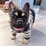 dog, french_bulldog, pet, indoor, smiling, black_and_tan, striped_sweater, floor, home, canine, cute, animal, small_dog, standing, tongue_out, ears_up, happy, domestic, background_blur, crate