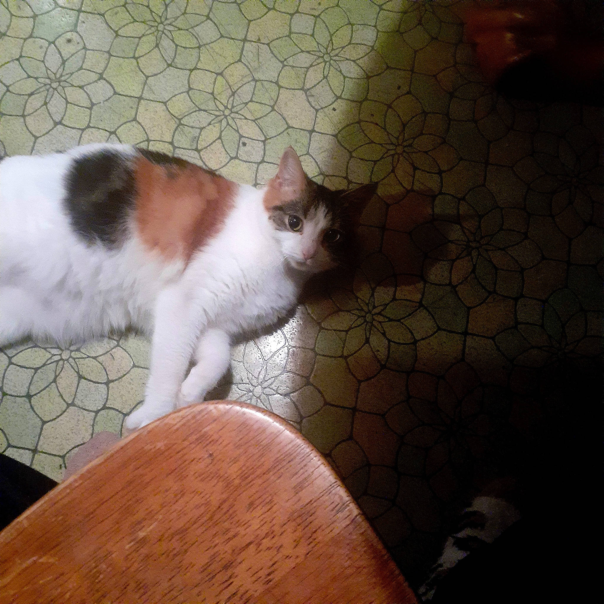 Puss N Boots is registered to the contest to win money with this photo: carnivore, cat, comfort, companion_dog, domestic_short_haired_cat, fawn, felidae, floor, flooring, foot, fur, hardwood, human_leg, paw, small_to_medium_sized_cats, snout, tail, tints_and_shades, whiskers, wood