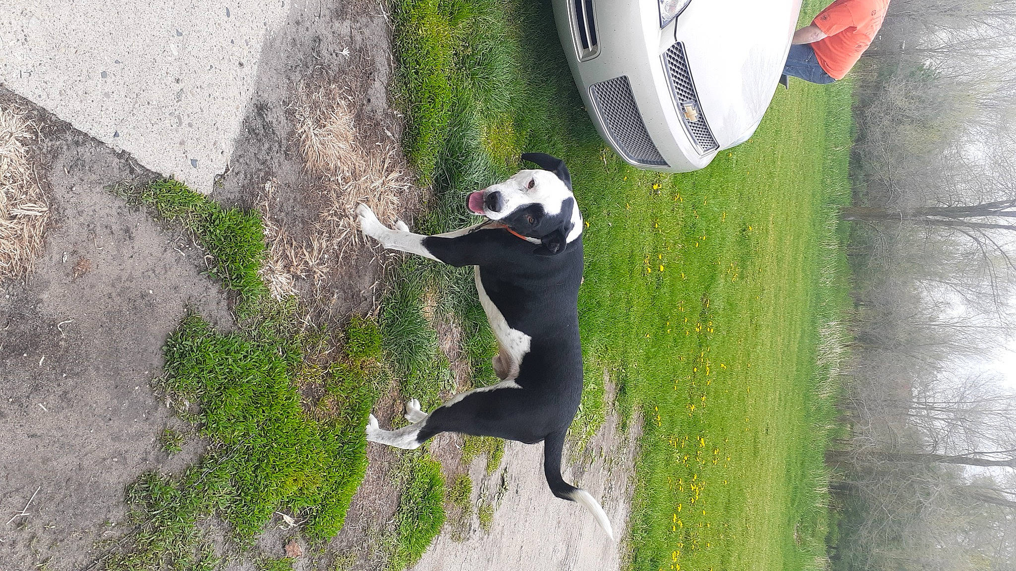 Oreo is registered to the contest to win money with this photo: adventure, automotive_lighting, automotive_tire, ball, carmine, carnivore, dog, dog_breed, grass, helmet, personal_protective_equipment, plant, recreation, sporting_group, sports_equipment, sports_gear, tail, toy, tree, vehicle_door