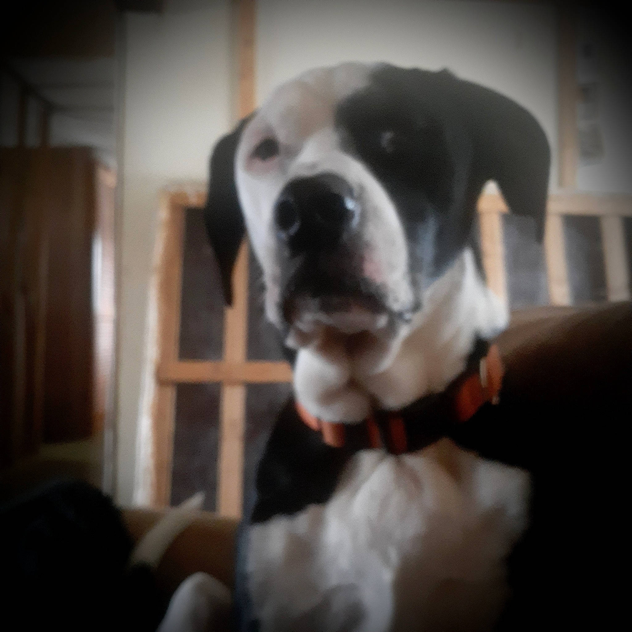 Oreo is registered to the contest to win money with this photo: canidae, carnivore, cloud, collar, companion_dog, dog, dog_breed, dog_collar, door, fawn, fur, giant_dog_breed, hardwood, metal, non_sporting_group, sporting_group, whiskers, working_animal, working_dog