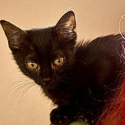 Snickerdoodle is registered to the contest to win money with this photo: animal, background, black_cat, close_up, curious, cute, domestic_animal, ears, feline, fur, human, indoor, kitten, looking, pet, portrait, shoulder, whiskers, yellow_eyes, young