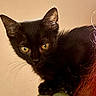 animal, background, black_cat, close_up, curious, cute, domestic_animal, ears, feline, fur, human, indoor, kitten, looking, pet, portrait, shoulder, whiskers, yellow_eyes, young