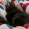 Snickerdoodle is registered to the contest to win money with this photo: animal, black_cat, blanket, colorful, comfort, cozy, cute, feline, fur, indoor, kitten, nap, patterned_blanket, pet, relaxation, resting, sleep, sleeping, small_animal, soft_texture