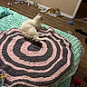 bed, blanket, cat, cats, cozy, feline, floor, home, indoor, orange_cat, pet, relaxing, room, rug, shoe, sleeping_cat, toy, wall, white_cat, wood_floor