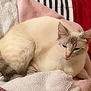 Sugar is registered to the contest to win money with this photo: cat, blanket, striped, cushion, sleepy, fur, pet, indoor, cozy, soft, resting, cream_colored, close_up, comfort, domestic_animal, relaxing, pile, fabric, striped_cushion, screenshot