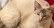 Sugar is registered to the contest to win money with this photo: blanket, cat, close_up, comfort, cozy, cream_colored, cushion, domestic_animal, fabric, fur, indoor, pet, pile, relaxing, resting, screenshot, sleepy, soft, striped, striped_cushion