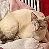 cat, blanket, striped, cushion, sleepy, fur, pet, indoor, cozy, soft, resting, cream_colored, close_up, comfort, domestic_animal, relaxing, pile, fabric, striped_cushion, screenshot
