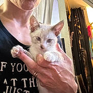 Sugar is registered to the contest to win money with this photo: animal, cat, closeup, clothing, curtain, expression, face, furniture, hand, holding, indoor, kitten, light, person, pet, portrait, ring, shadow, wall, young