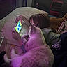 Ghosty joined the competition — help win amazing prizes! child, cat, orange_cat, mobile_phone, pillow, bed, indoor, playing, relaxing, pet, animal, technology, cozy, casual, furniture, sleepwear, curious, dim_lighting, household, snuggling