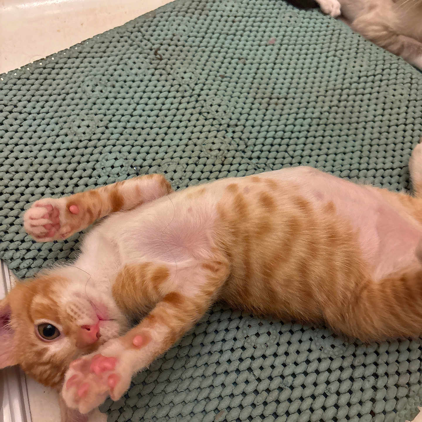 Ginger