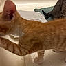 Ginger joined the competition — help win amazing prizes! orange_tabby_kitten, grey_tabby_kitten, kitten, cat, paw, sink, bathtub, curious, pet, animal, indoor, fur, whiskers, playful, young, domestic_cat, mat, striped, closeup, exploring