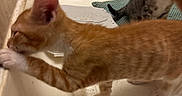 Ginger is registered to the contest to win money with this photo: kitten, orange_tabby, striped_kitten, cat, pets, indoor, curious, paw, tub, bathroom, exploring, feline, young_animal, whiskers, fur, playful, closeup, two_kittens, animal, domestic_cat