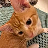 cat, kitten, orange_cat, tabby_cat, close_up, blurry, curious, pet, animal, indoor, mat, texture, feline, cute, young, two_cats, playful, whiskers, ears, eyes
