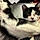 Tuxey