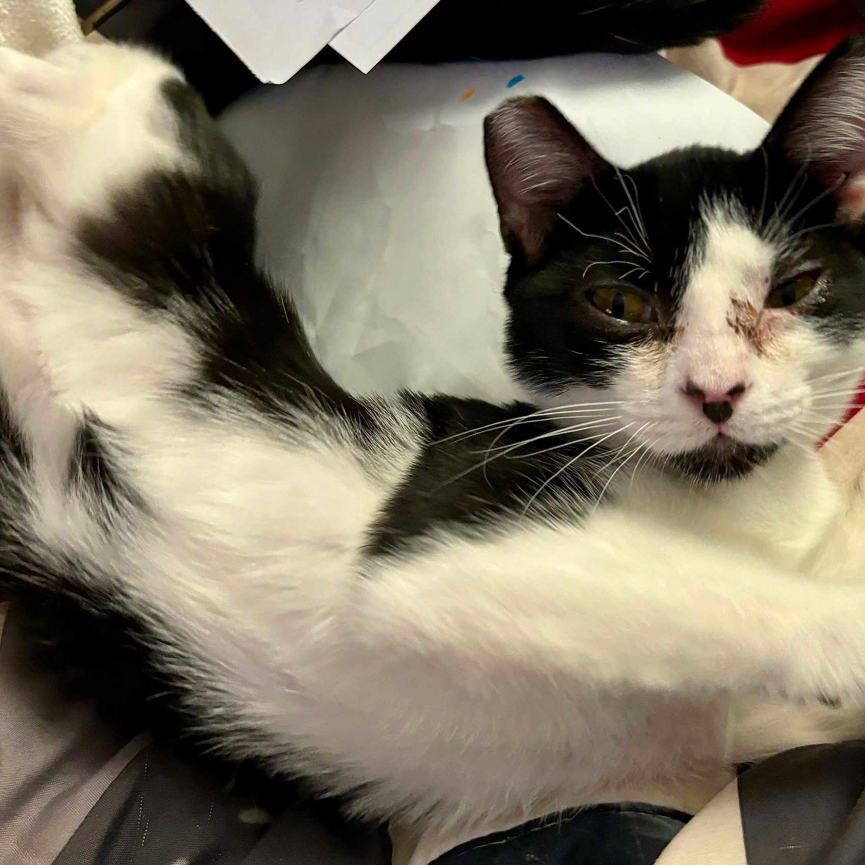 Tuxey