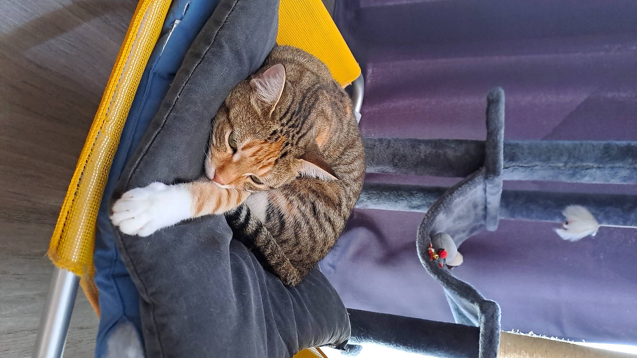 Yaka participe au concours pour gagner de l'argent avec cette photo : auto_part, automotive_exterior, automotive_lighting, carnivore, cat, comfort, domestic_short_haired_cat, felidae, fur, human_leg, lap, leg, sitting, small_to_medium_sized_cats, tail, textile, vehicle, vehicle_door, whiskers, windshield