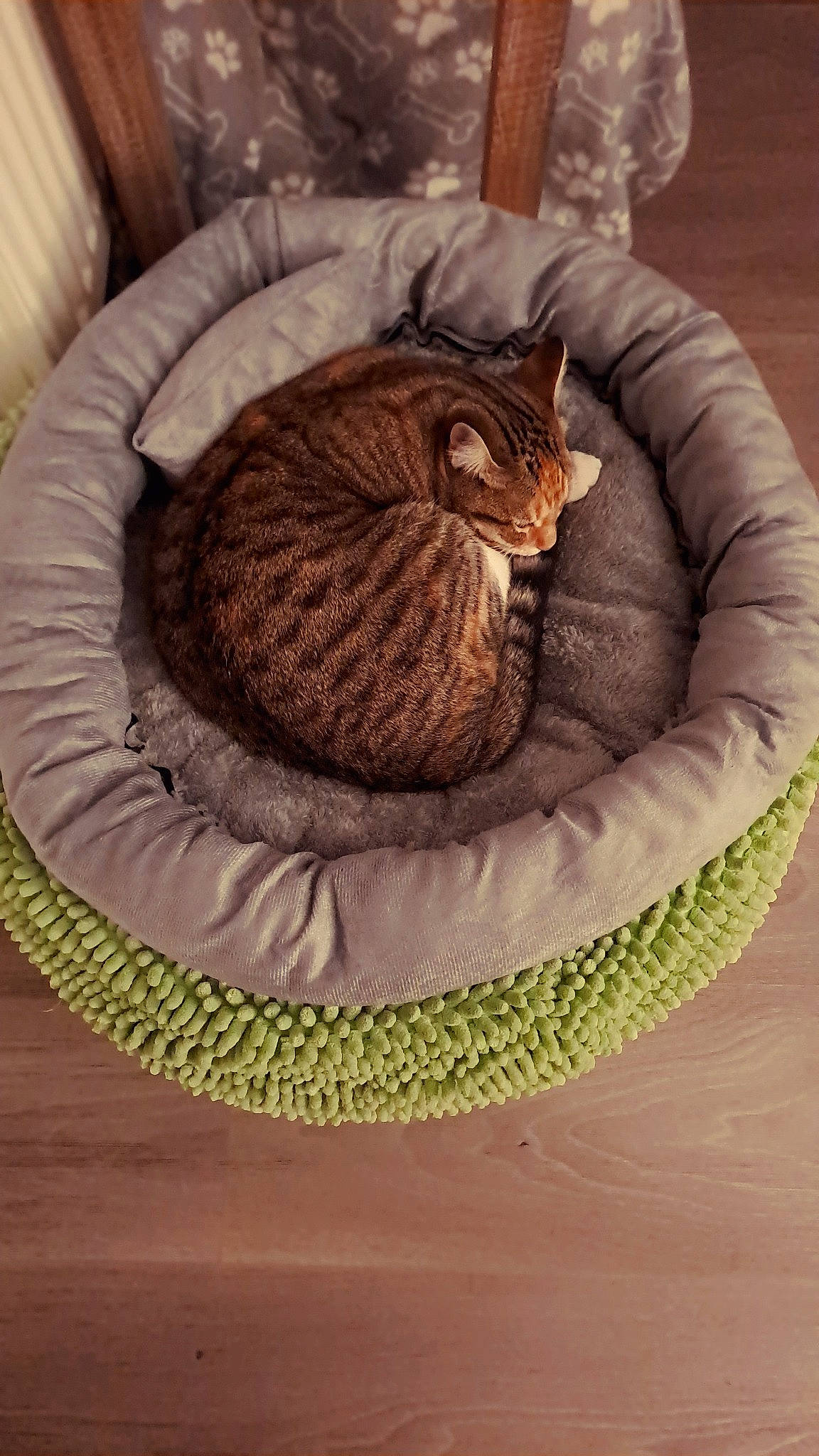 Yaka a rejoint le concours — aidez-le/la à gagner de superbes lots ! basket, carnivore, cat, cat_supply, circle, comfort, felidae, fur, linens, pattern, plant, small_to_medium_sized_cats, tail, terrestrial_animal, textile, thread, whiskers, wood, wool, woolen