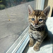 Otty is registered to the contest to win money with this photo: kitten, tabby, cat, blue_eyes, windowsill, sunlight, indoor, pet, young, curious, feline, small, cute, animal, whiskers, ears, fur, striped, daylight, looking