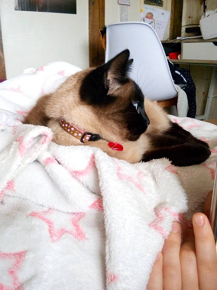 Vanille participe au concours pour gagner de l'argent avec cette photo : balinese, birman, carnivore, cat, colorpoint_shorthair, ear, fawn, felidae, fur, kitten, ragdoll, siamese, small_to_medium_sized_cats, snowshoe, thai, tonkinese, whiskers