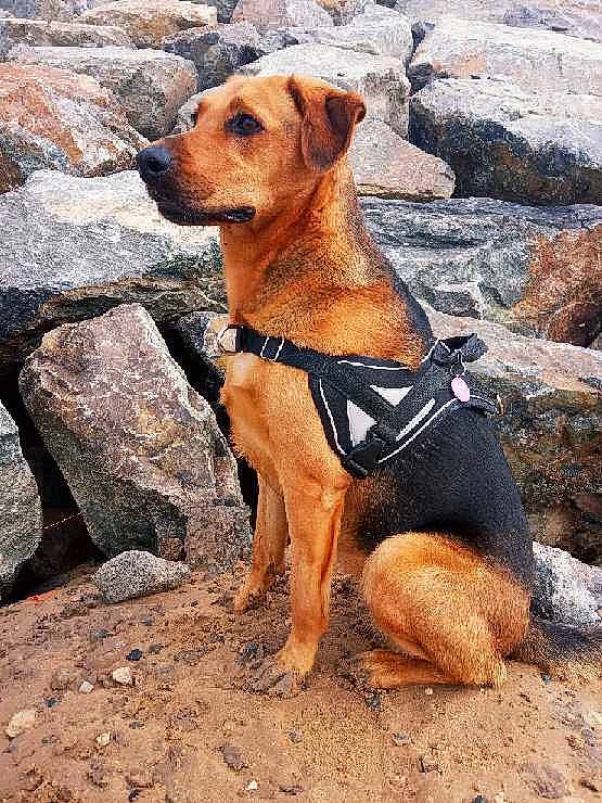 Montana a rejoint le concours — aidez-le/la à gagner de superbes lots ! adventure, canidae, carnivore, dog, dog_breed, dog_collar, fawn, hound, hunting_dog, mammal, mountain_cur, potcake_dog, rare_breed_dog, vertebrate, working_dog