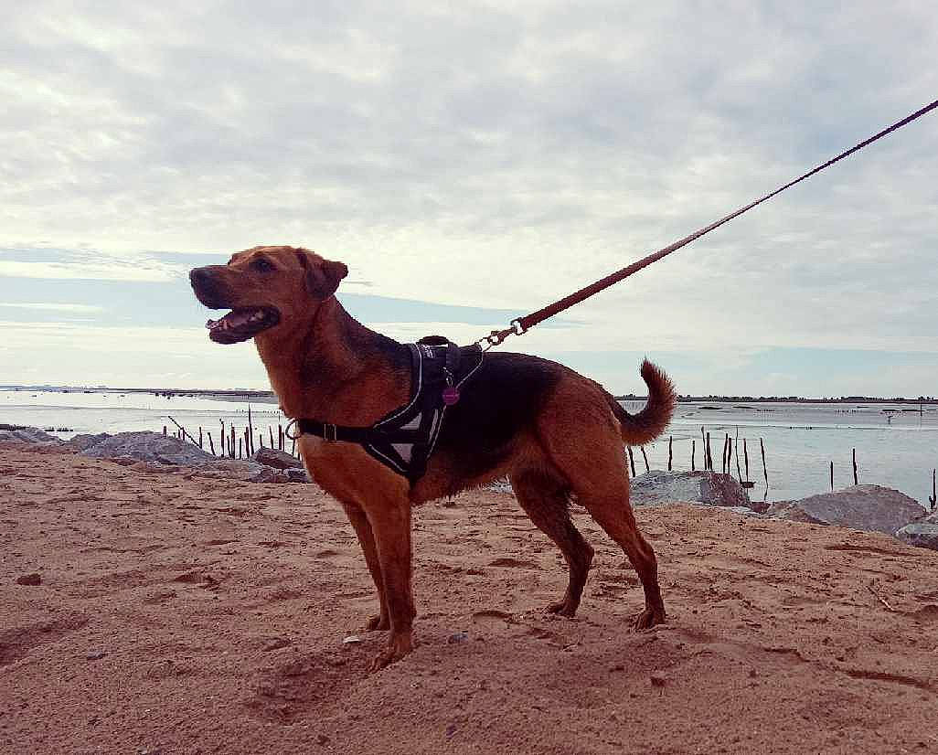 Montana participe au concours pour gagner de l'argent avec cette photo : beach, canidae, carnivore, cloud, dog, dog_breed, dog_walking, fashion_accessory, fawn, guard_dog, leash, ocean, sand, sea, sky, sporting_group, vacation, working_dog