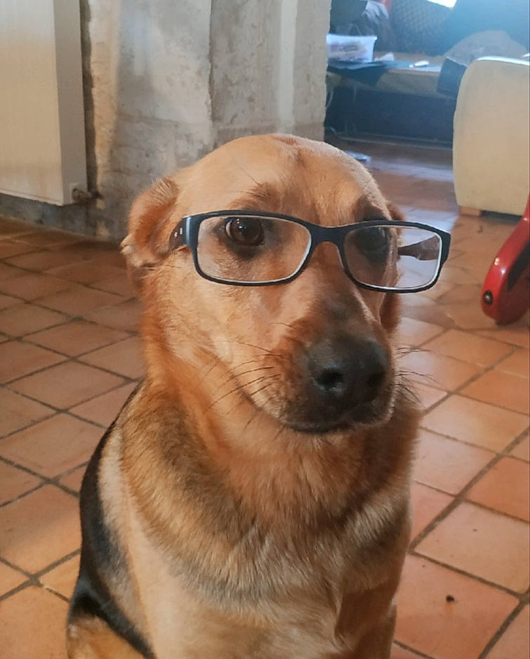 Montana participe au concours pour gagner de l'argent avec cette photo : canidae, carnivore, companion_dog, dog, dog_breed, eyewear, fawn, glasses, mammal, nose, potcake_dog, rare_breed_dog, snout, sporting_group, street_dog, vision_care, whiskers