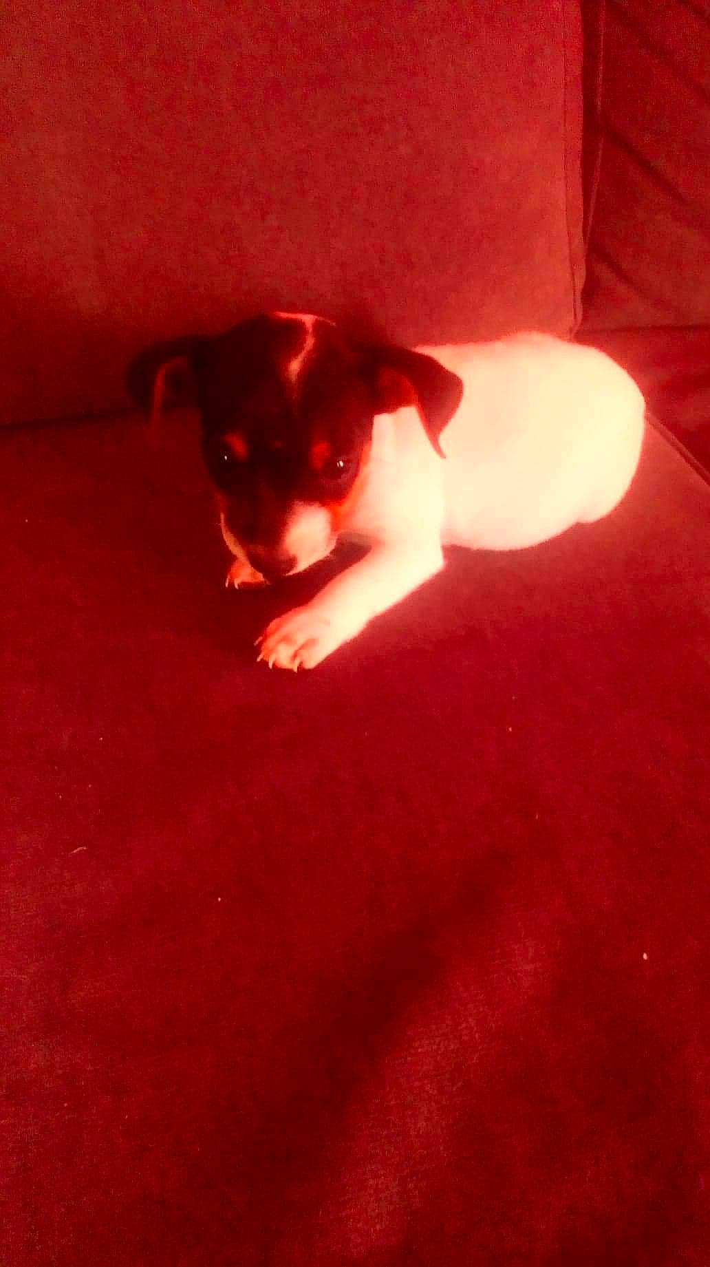 Olympe a rejoint le concours — aidez-le/la à gagner de superbes lots ! canidae, carnivore, dog, dog_breed, red, sporting_group