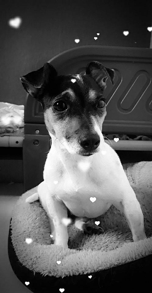 Olympe participe au concours pour gagner de l'argent avec cette photo : black_and_white, canidae, carnivore, chilean_fox_terrier, dog, dog_breed, feist, fox_terrier, jack_russell_terrier, mammal, miniature_fox_terrier, puppy, rare_breed_dog, rat_terrier, russell_terrier, smooth_fox_terrier, snout, teddy_roosevelt_terrier, tenterfield_terrier, vertebrate