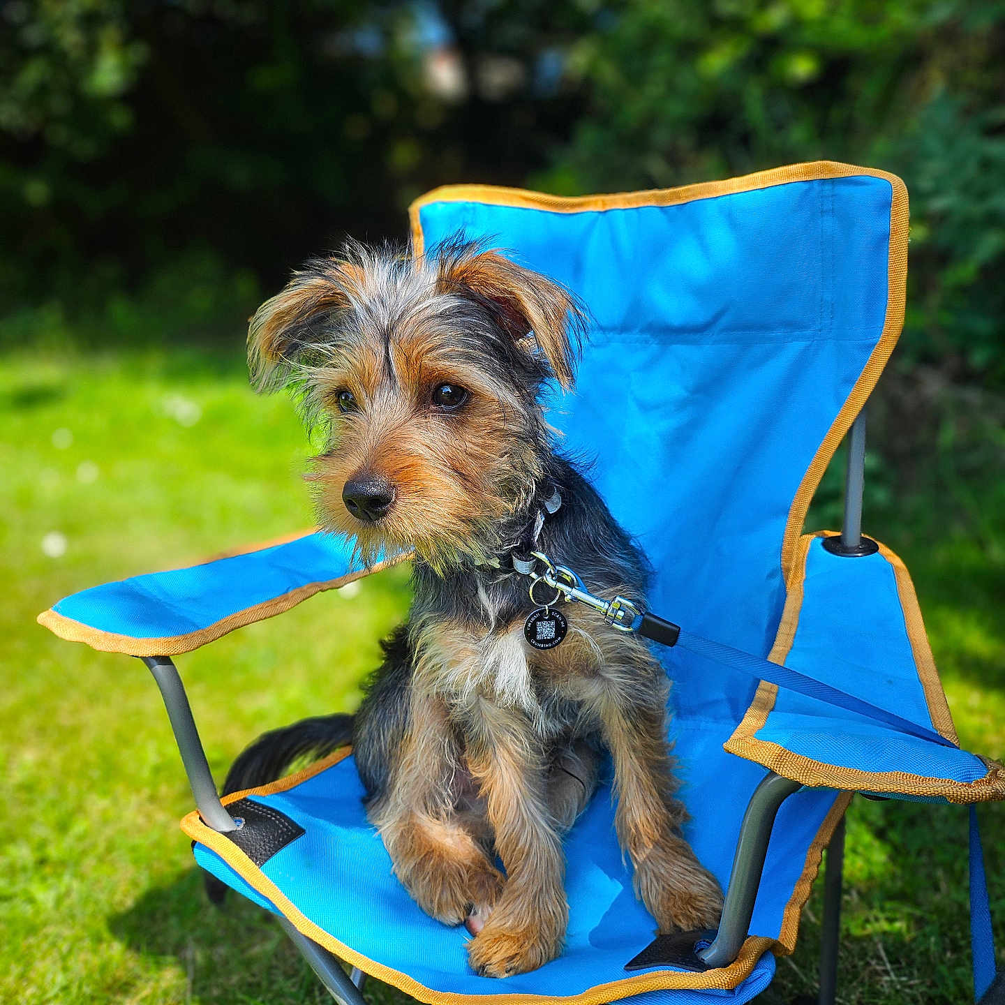 Chewy joined the competition — help win amazing prizes! accessories, airedale, animal, canine, chair, dog, furniture, grass, lawn, nature, outdoors, pet, plant, puppy, strap, summer, terrier, tree, vegetation, yard