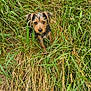 airedale, animal, ball, bird, canine, dog, field, football, grass, grassland, nature, outdoors, pet, plant, poodle, puppy, soccer, soccerball, sport, terrier
