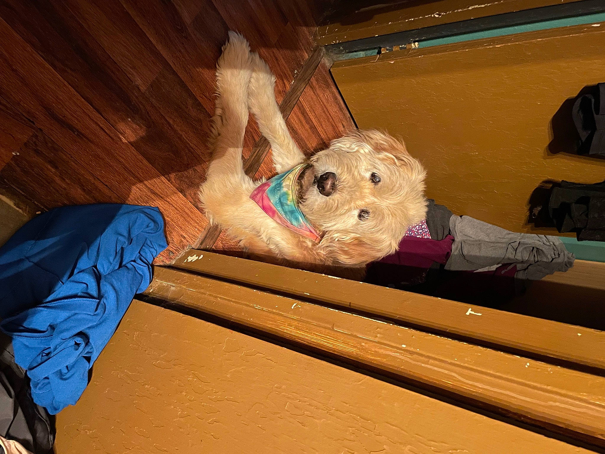 Guido is registered to the contest to win money with this photo: art, ball, child, comfort, fawn, flooring, fun, hardwood, human_leg, leisure, room, sitting, stuffed_toy, teddy_bear, toy, wood