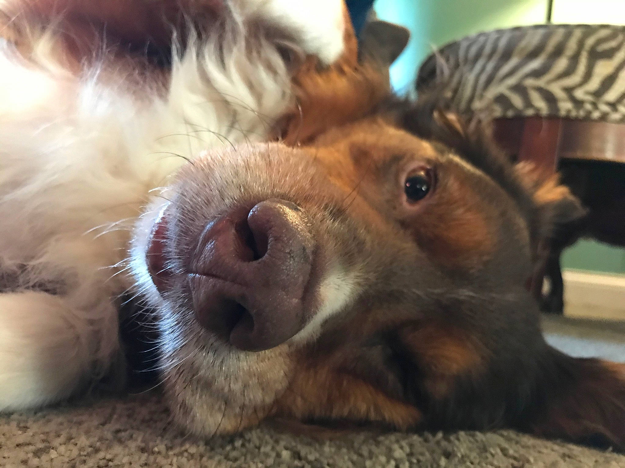 Gibbs is registered to the contest to win money with this photo: australian_shepherd, canidae, carnivore, companion_dog, dog, dog_breed, ear, eye, fawn, fur, nose, paw, puppy, puppy_love, snout, sporting_group, whiskers