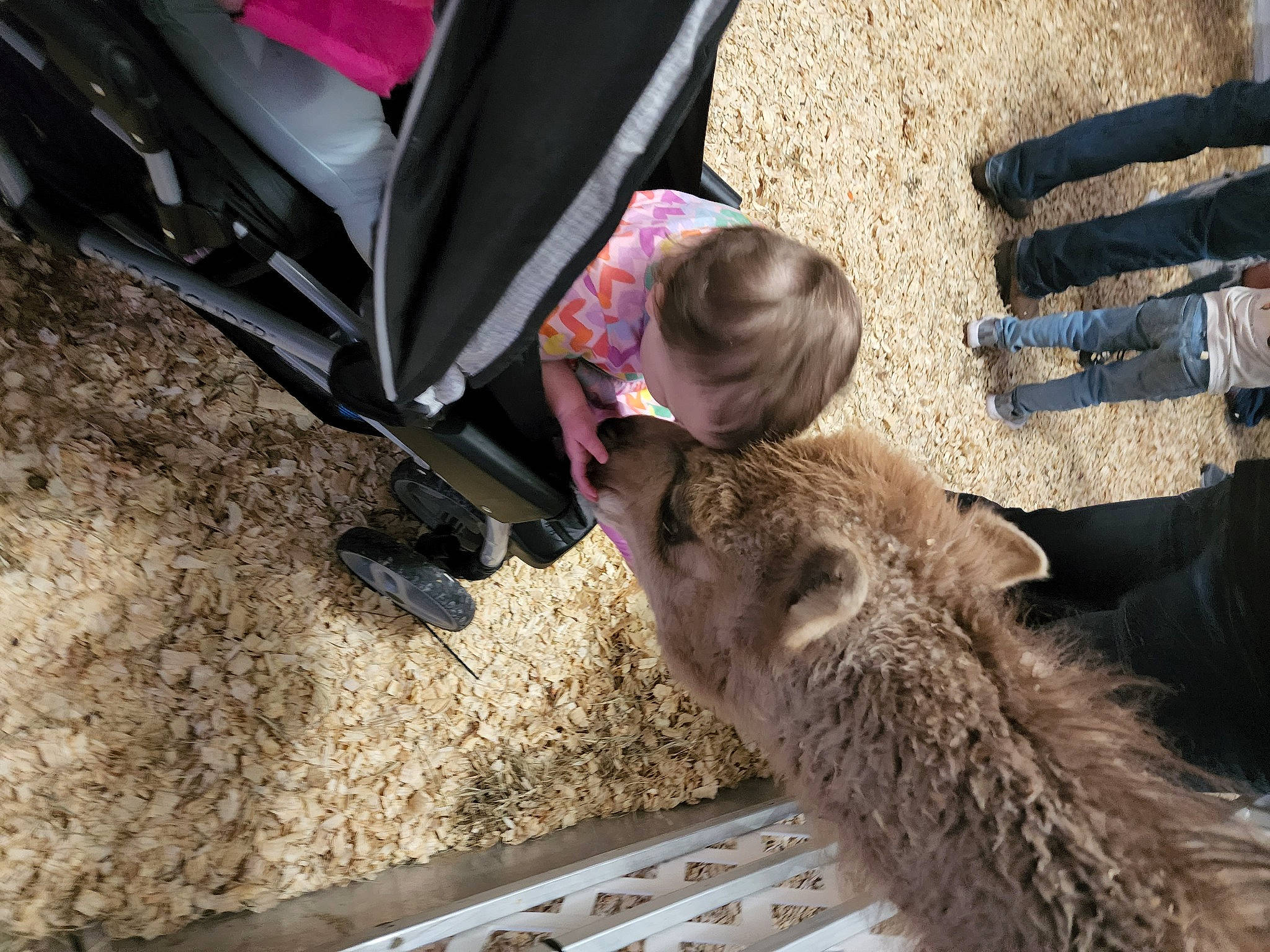 Gabriella joined the competition — help win amazing prizes! boot, bovine, canidae, dog_breed, fawn, foot, fur, hay, hide, human_leg, livestock, person, sitting, soil, sporting_group, terrestrial_animal, toddler, vertebrate, wood, working_animal